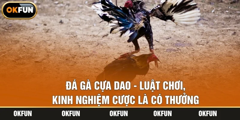 Đá Gà Cựa Dao - Luật Chơi, Kinh Nghiệm Cược Là Có Thưởng