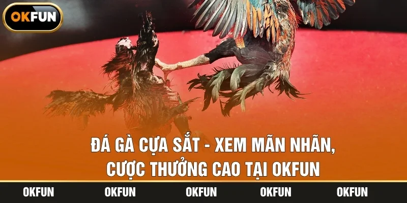 Đá Gà Cựa Sắt - Xem Mãn Nhãn, Cược Thưởng Cao Tại OKFUN