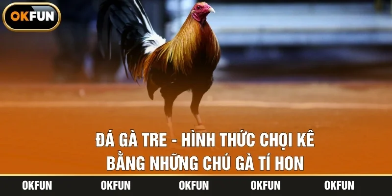 Đá Gà Tre - Hình Thức Chọi Kê Bằng Những Chú Gà Tí Hon